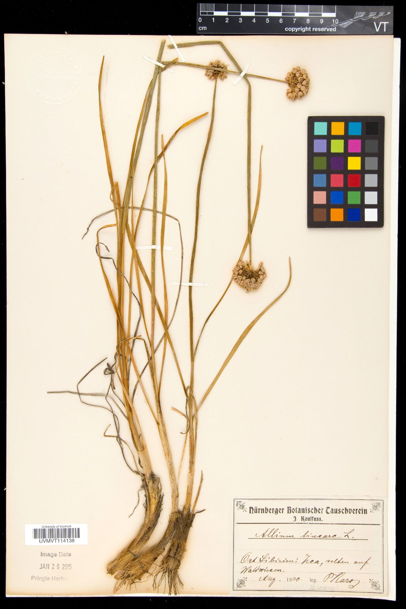 Allium lineare image