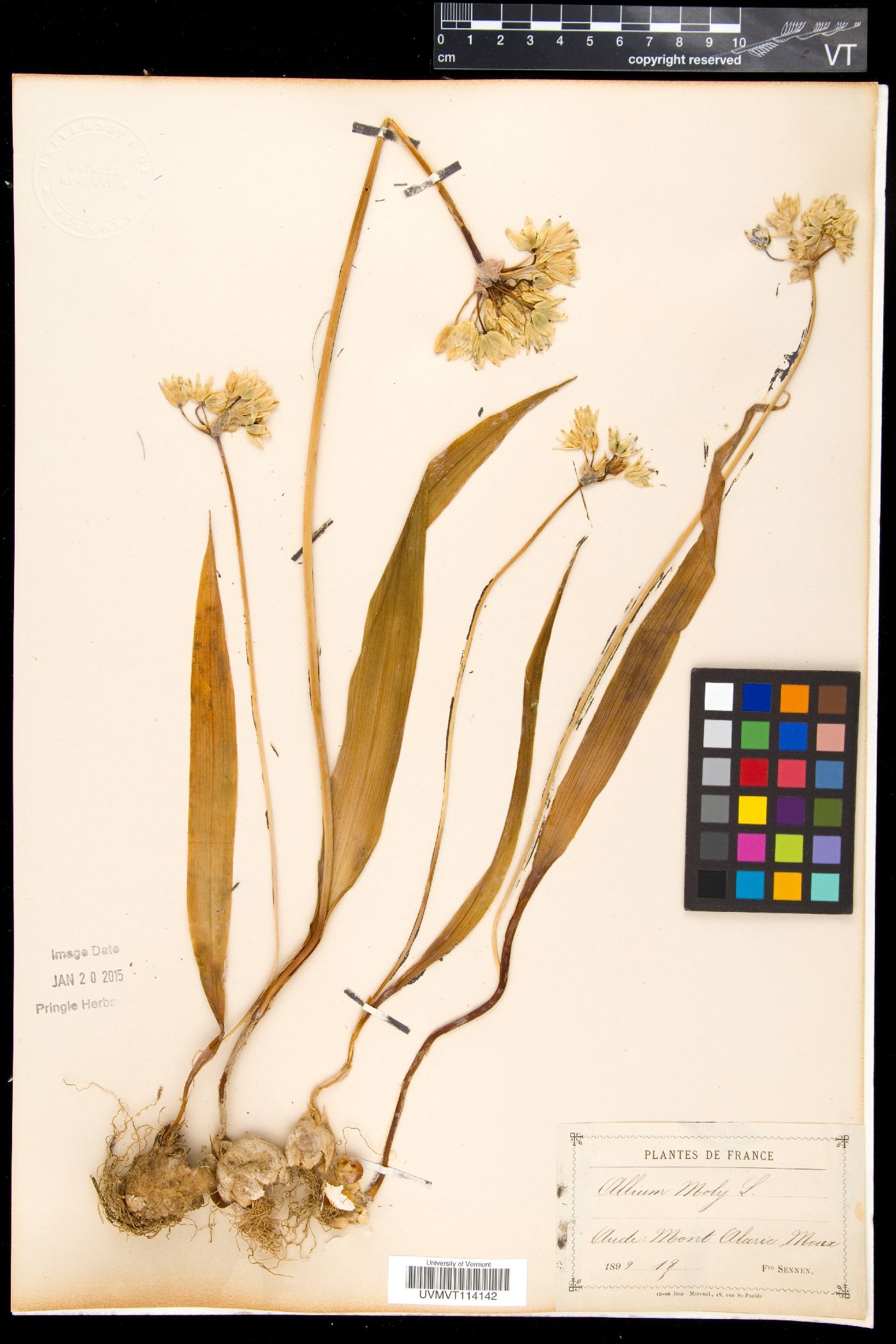Allium moly image