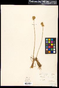 Allium ericetorum image