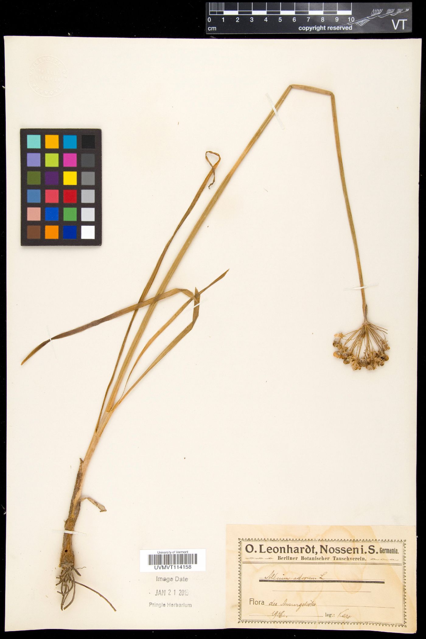 Allium odorum image
