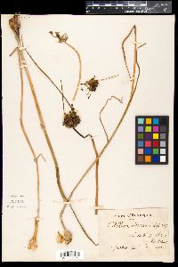 Allium oleraceum image