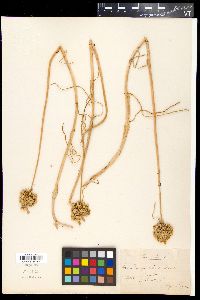 Allium pallens image