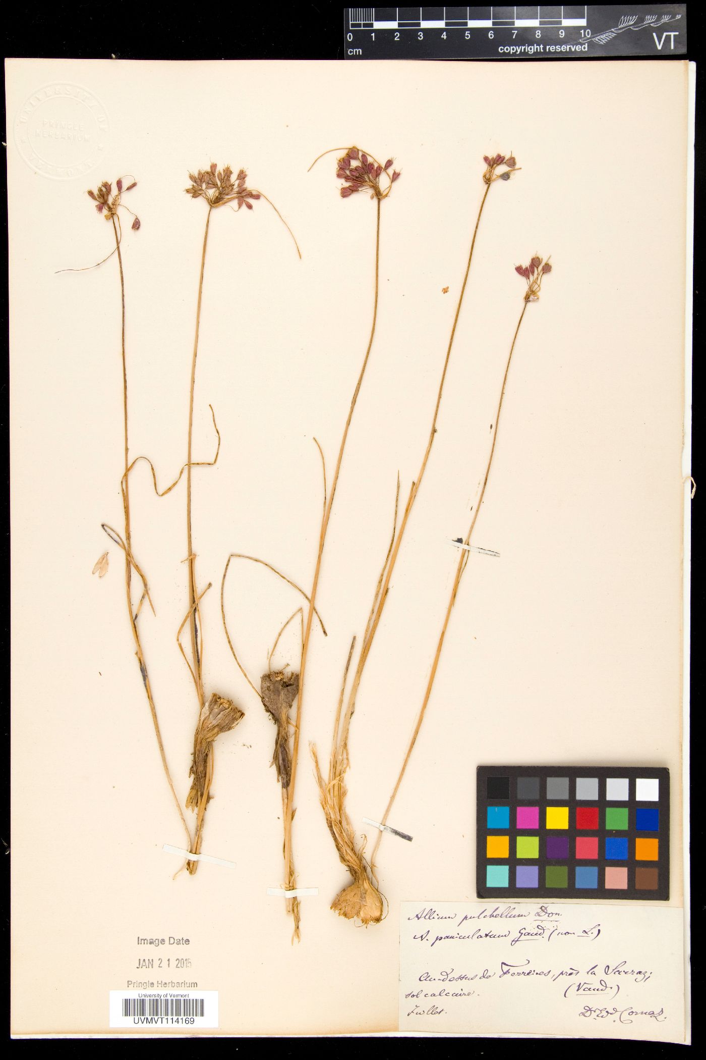Allium carinatum subsp. pulchellum image