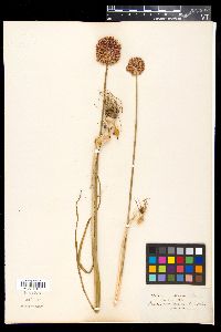Allium rotundum image