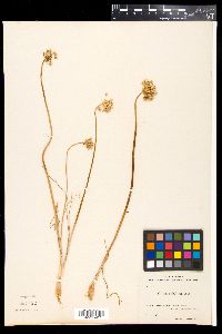 Allium rubellum image