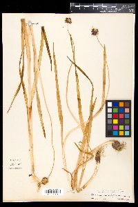 Allium scorodoprasum image