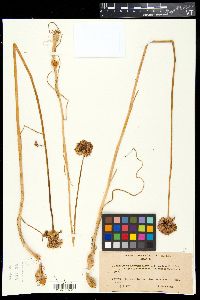 Media resource of Allium sphaerocephalon