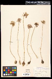 Allium paniculatum image
