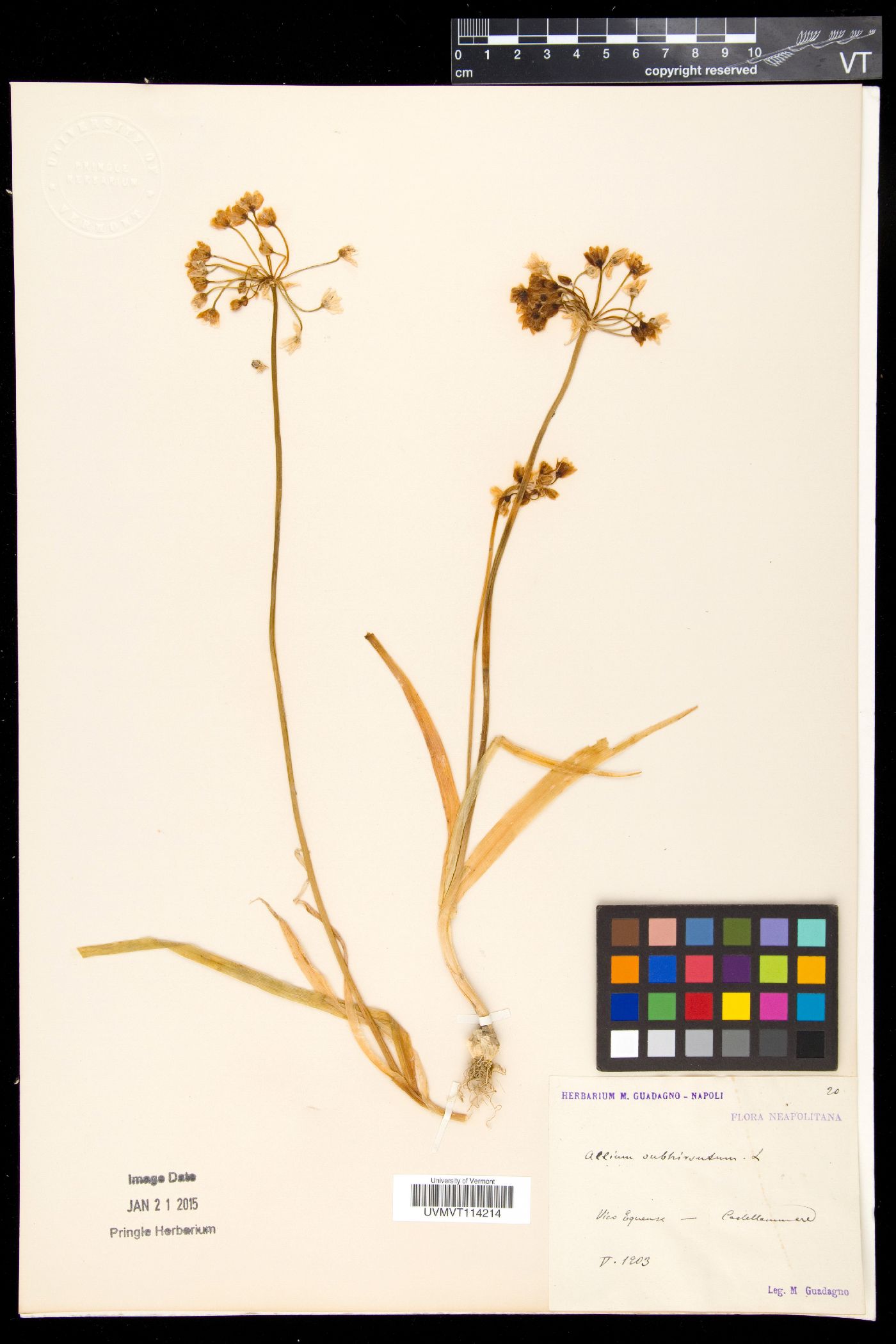 Allium subhirsutum image