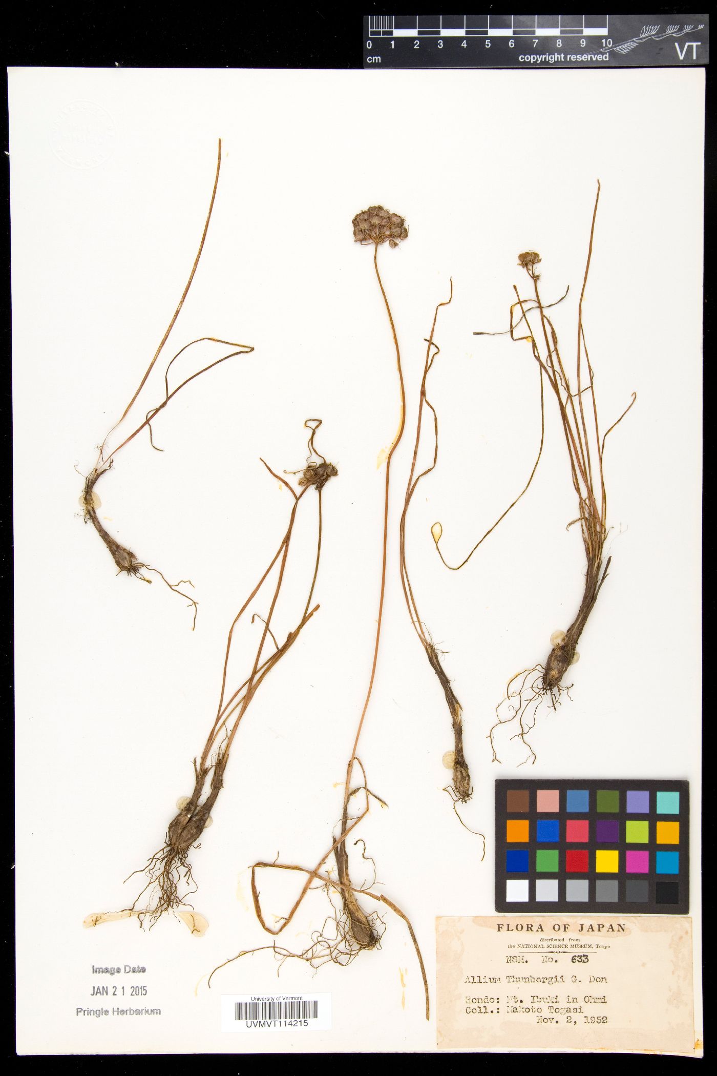 Allium thunbergii image