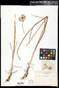 Allium thunbergii image