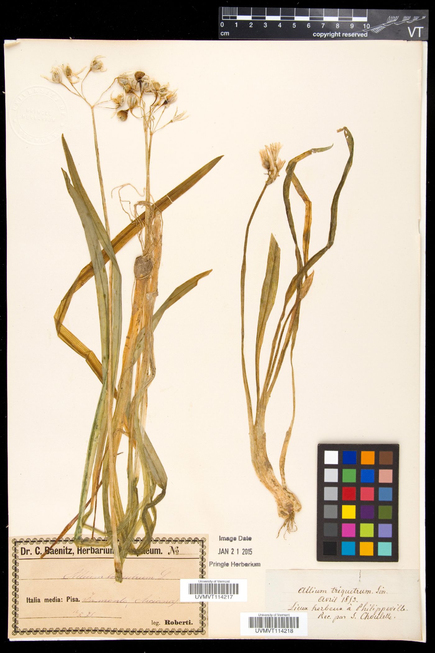 Allium triquetrum image