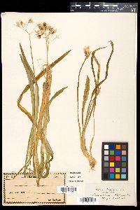 Allium triquetrum image