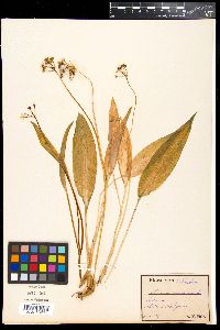 Allium ursinum image
