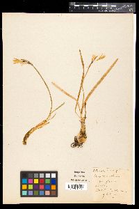 Media resource of Cyrtanthus breviflorus