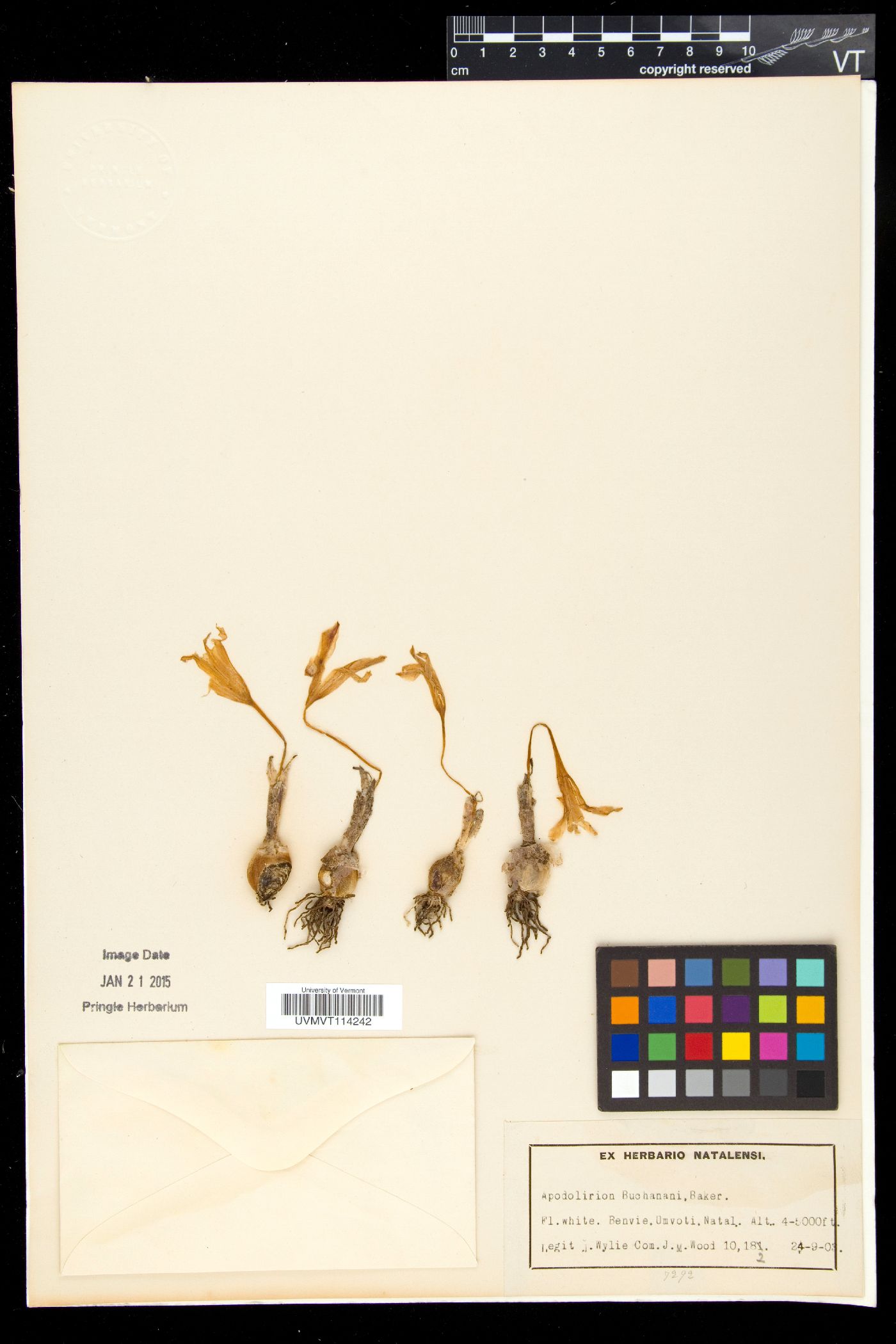 Apodolirion image