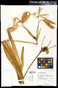 Crinum americanum image