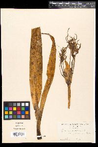 Crinum asiaticum image