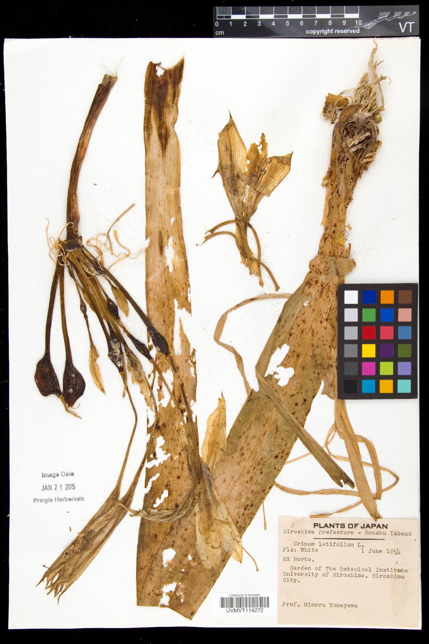 Crinum latifolium image