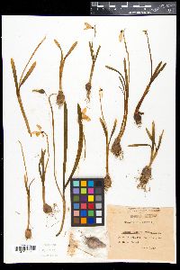 Galanthus nivalis image