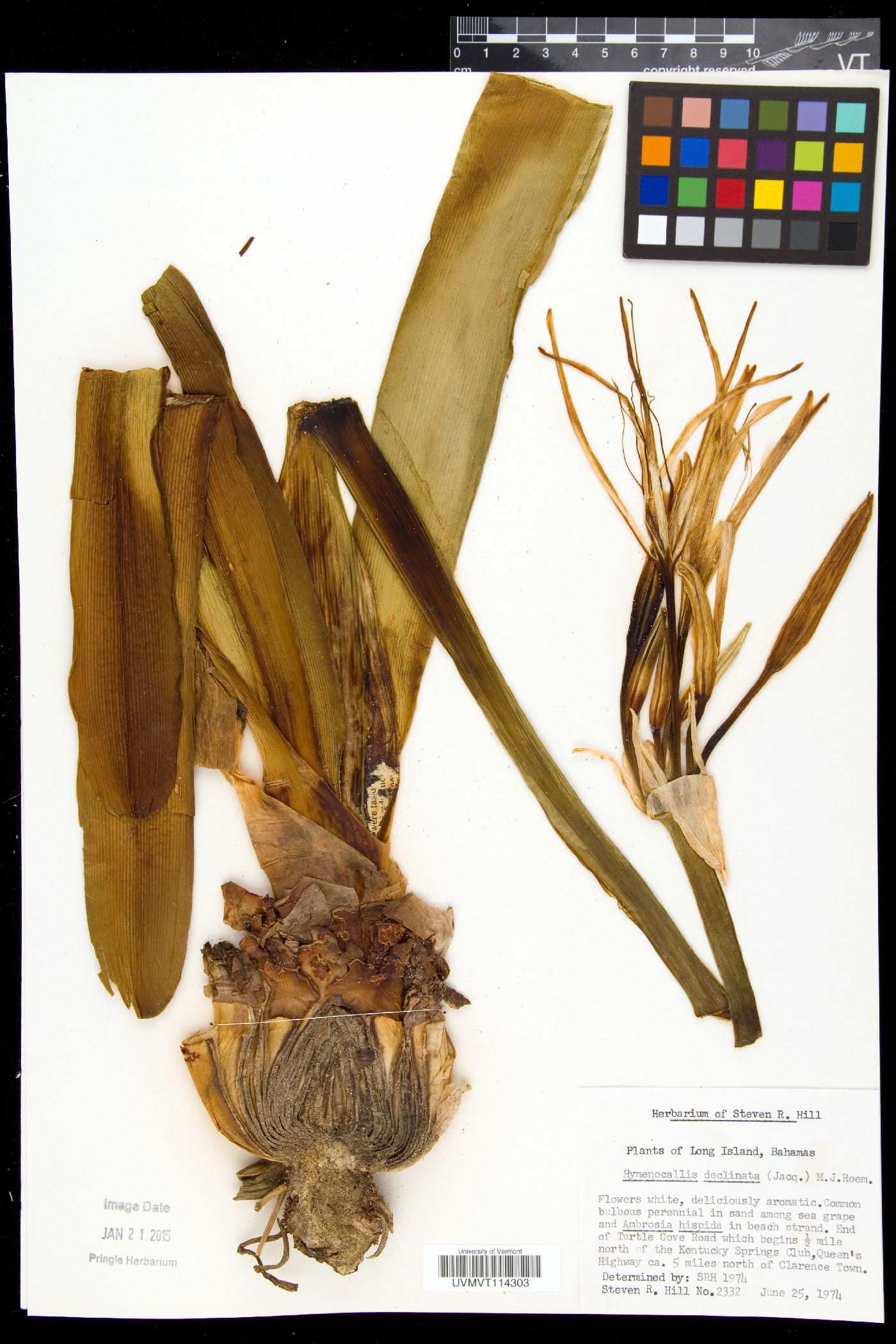 Hymenocallis declinata image