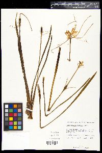 Hymenocallis palmeri image