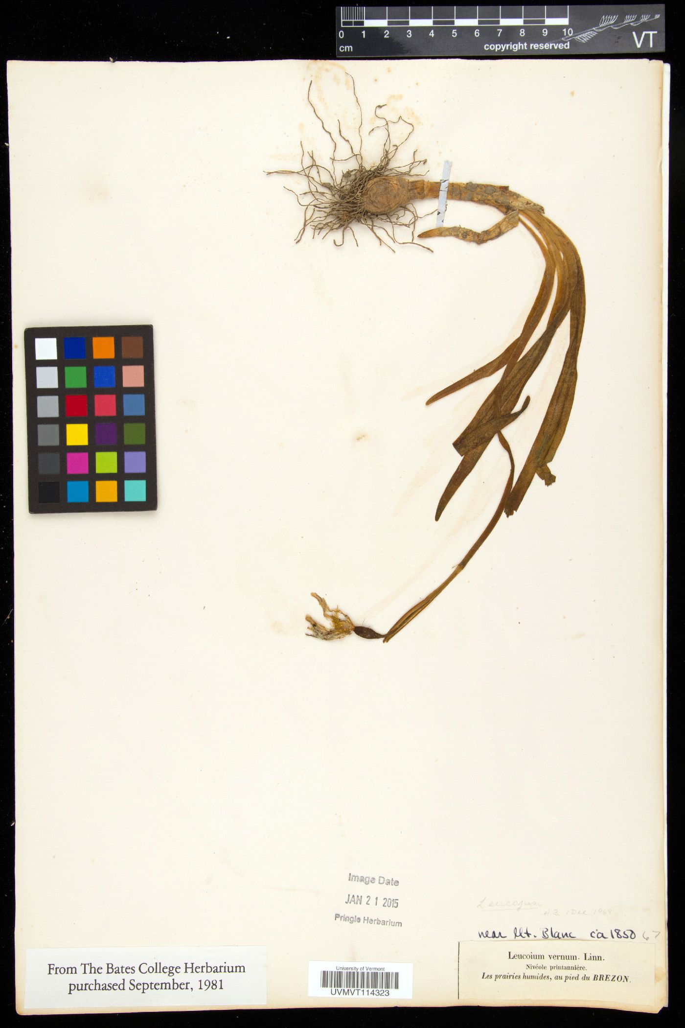 Leucojum vernum image