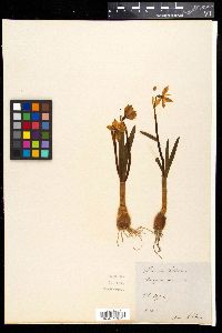 Leucojum vernum image