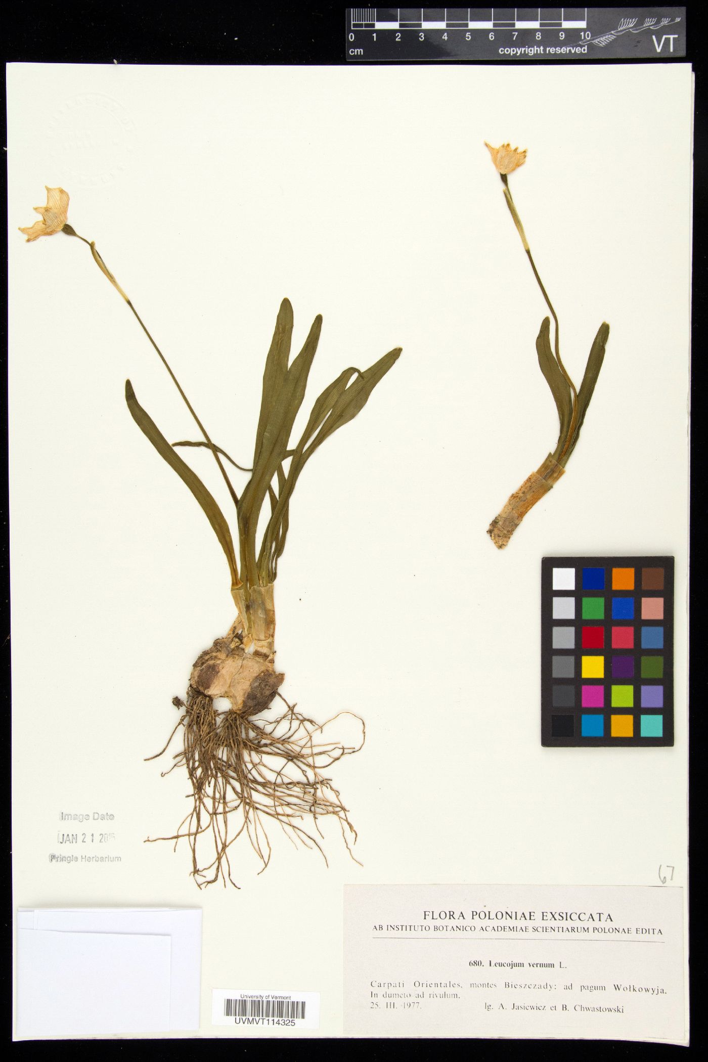 Leucojum vernum image