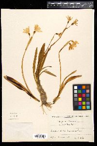 Leucojum vernum image