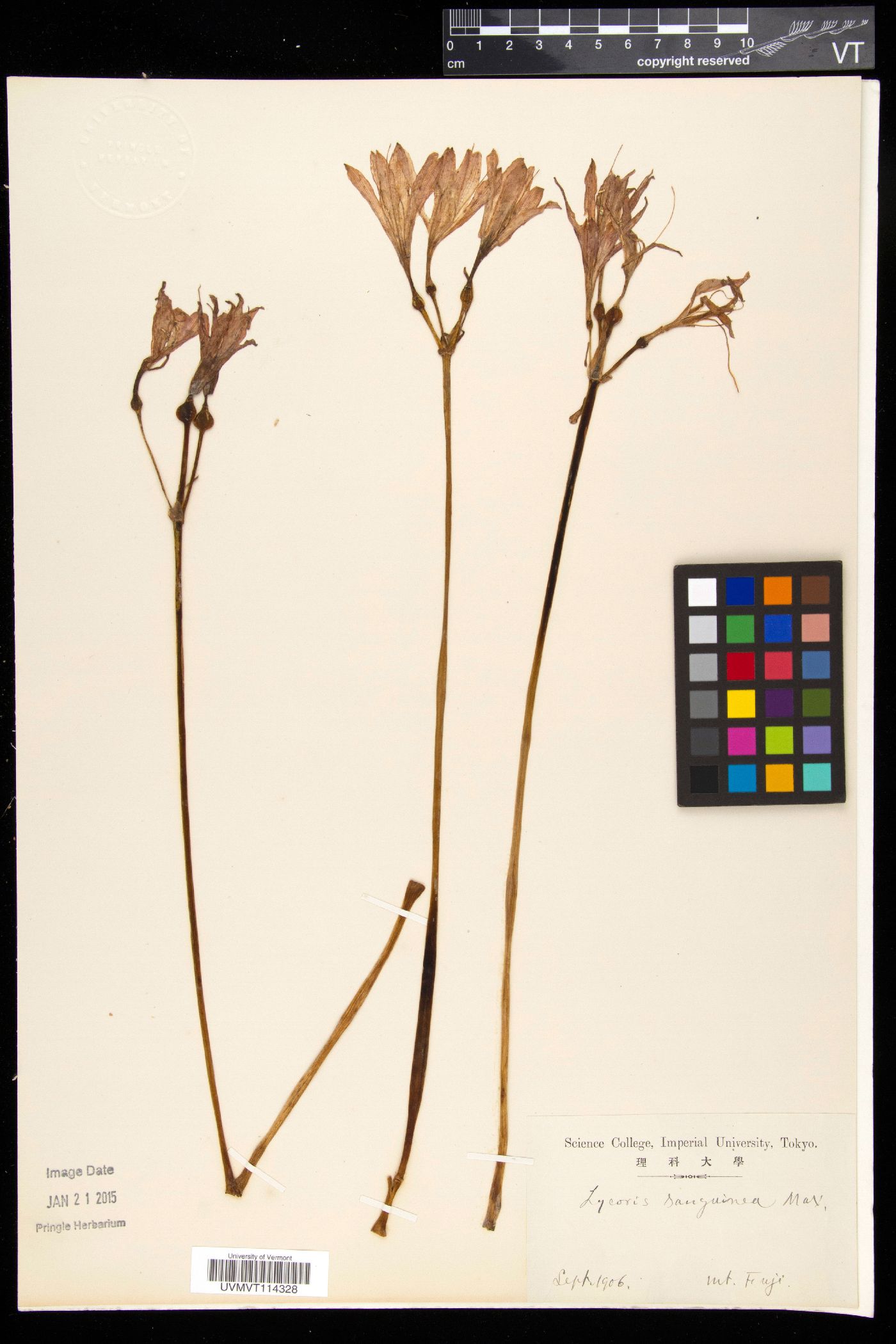 Lycoris sanguinea image