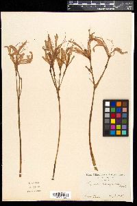 Lycoris sanguinea image