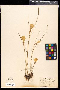 Narcissus bulbocodium image
