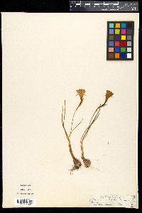 Narcissus bulbocodium image