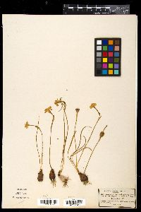 Narcissus flavus image