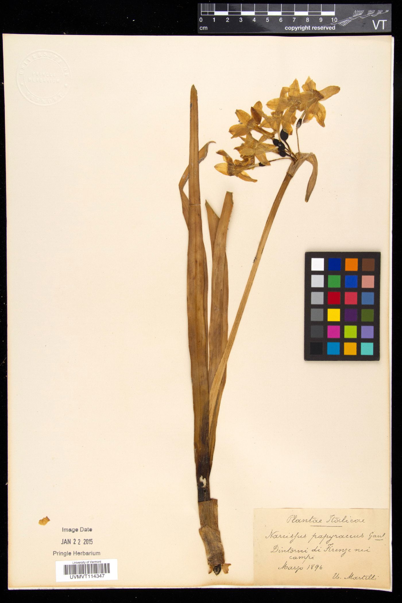 Narcissus papyraceus image