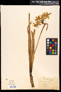 Narcissus papyraceus image