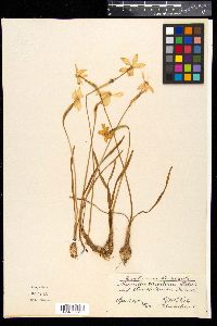 Narcissus poeticus image
