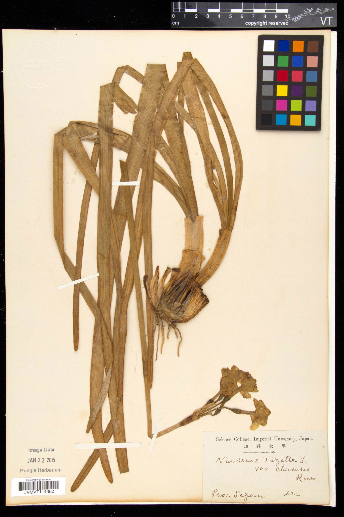 Narcissus tazetta subsp. chinensis image