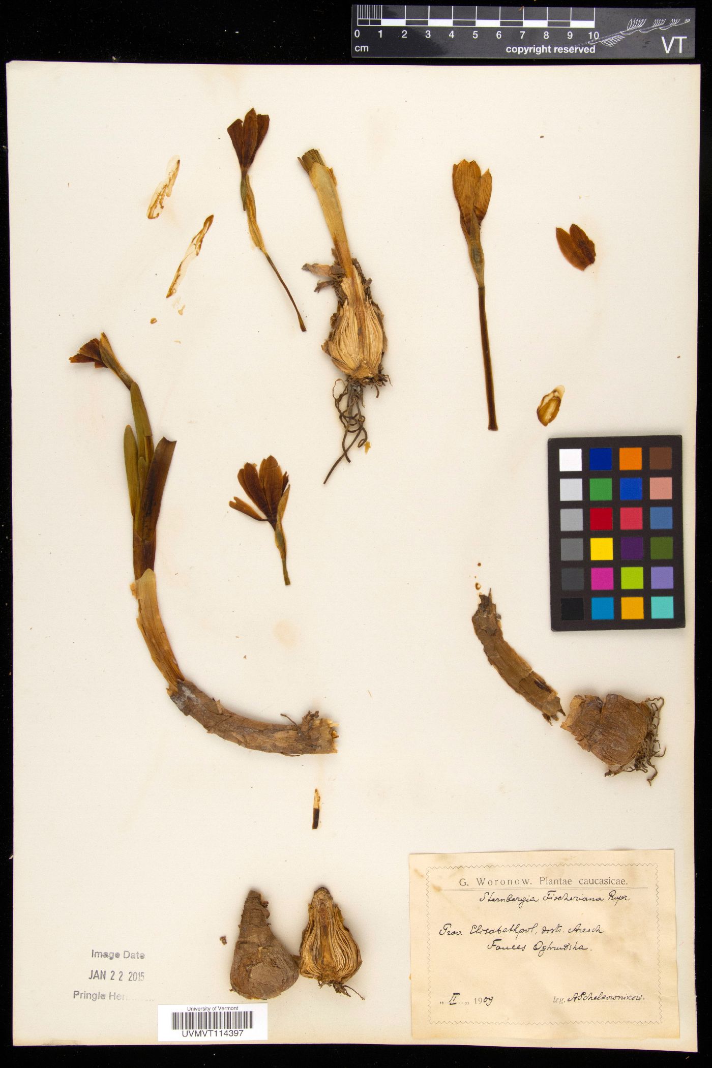 Sternbergia vernalis image