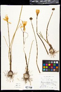 Zephyranthes citrina image