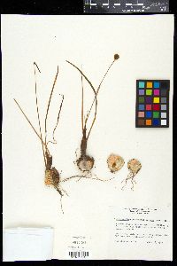 Zephyranthes texana image