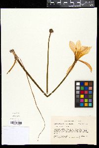 Zephyranthes treatiae image