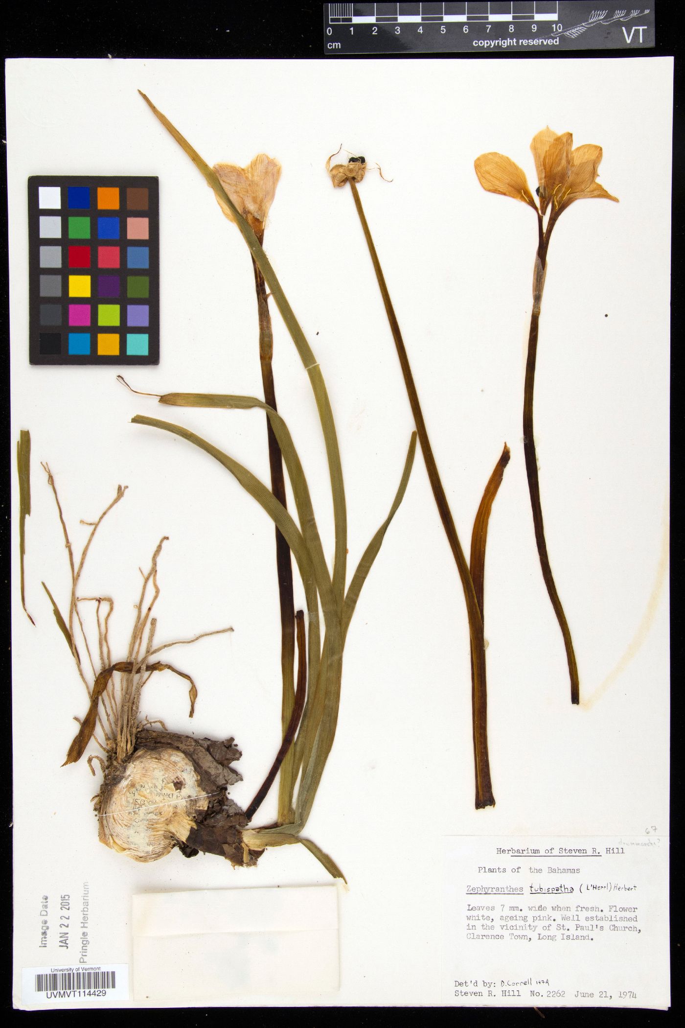 Zephyranthes tubispatha image