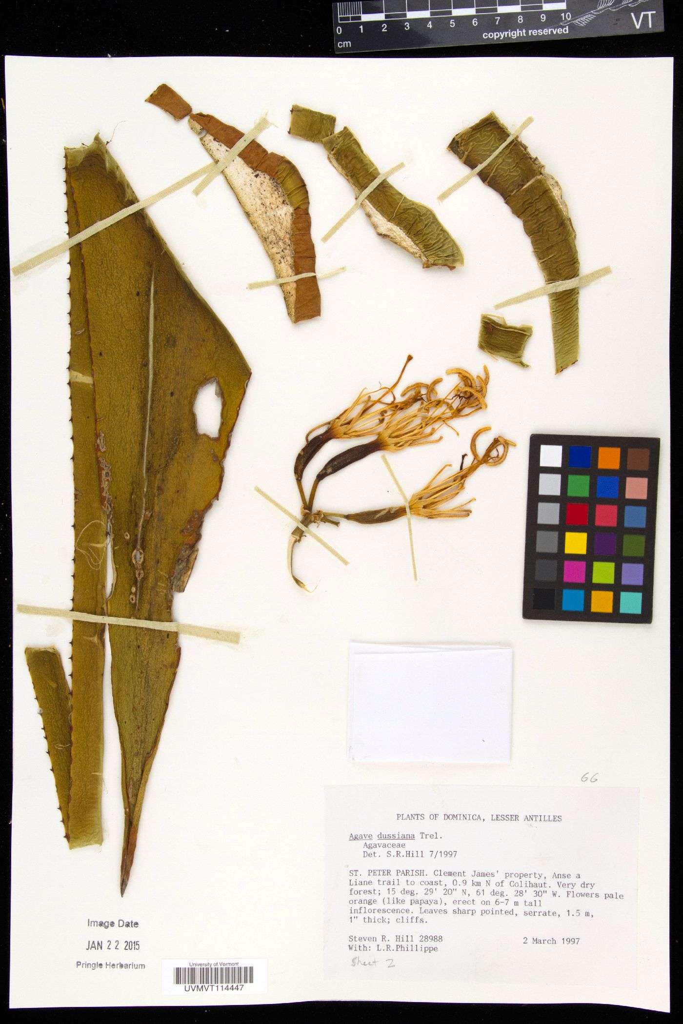 Agave dussiana image