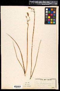Media resource of Albuca setosa