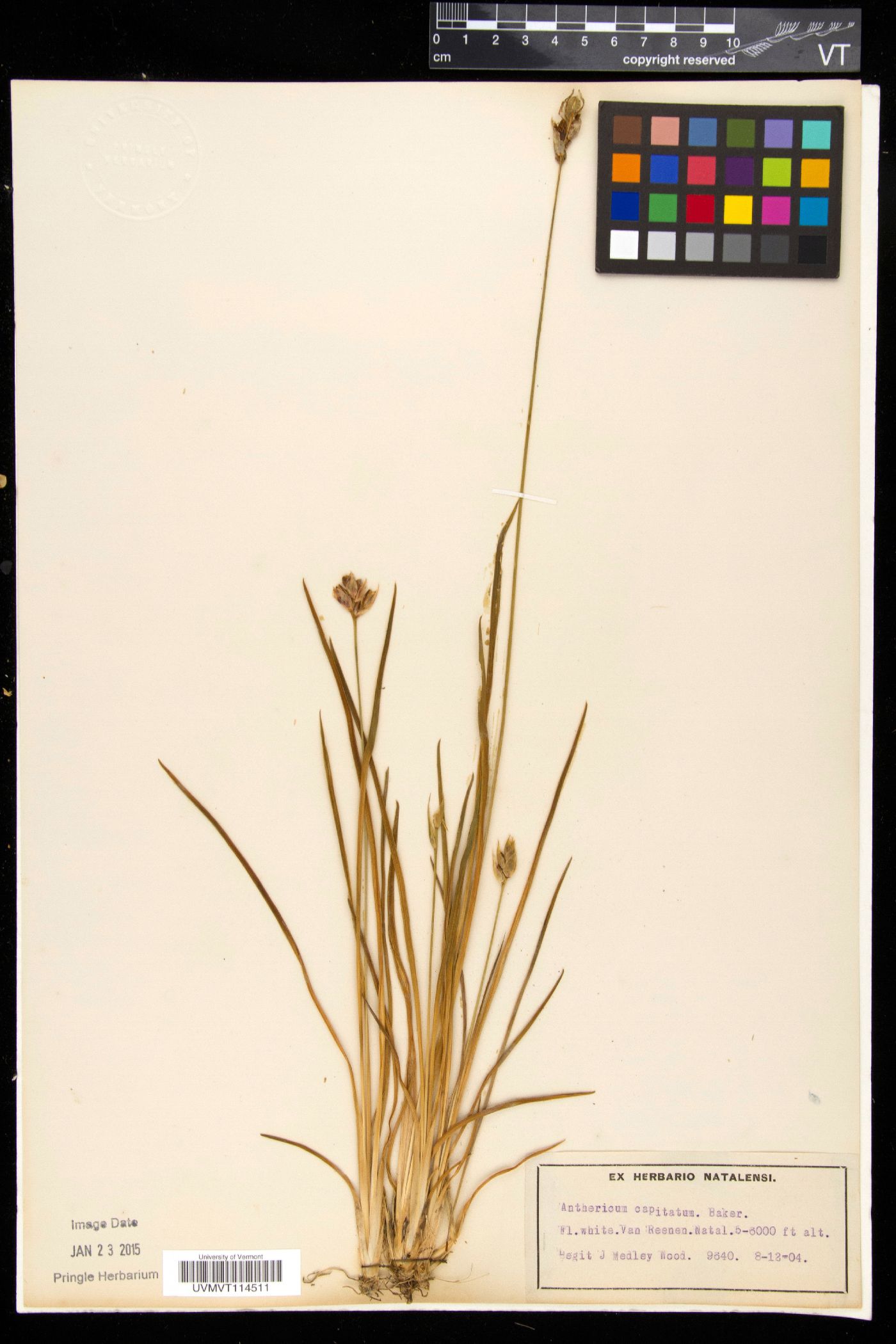 Chlorophytum cooperi image