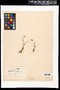 Gagea serotina image