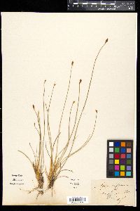 Aphyllanthes monspeliensis image