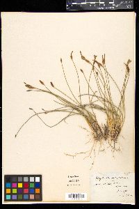 Aphyllanthes monspeliensis image